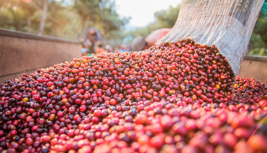 Produção de café em Rondônia teve aumento de 10,7% e a produtividade avançou 9,2% na safra 2020
