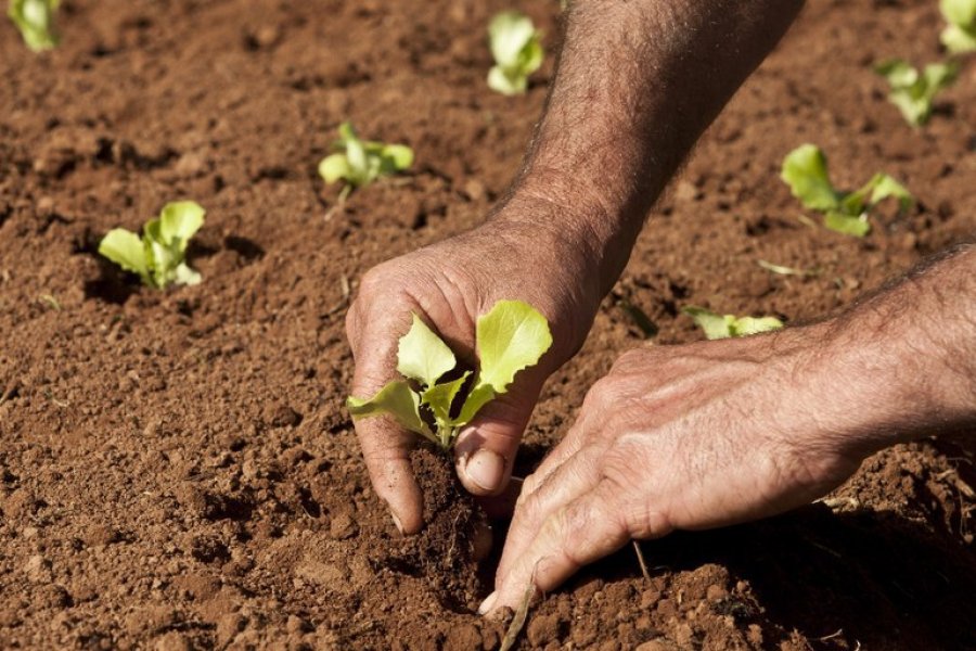 Artigo - 20 de Março: Dia Mundial da Agricultura