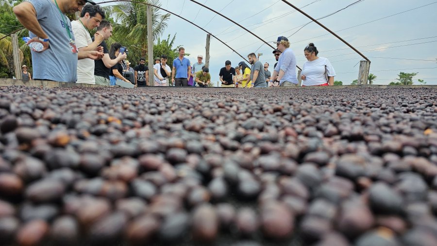 Robustas Amazônicos avançam fronteiras e conquistam novos mercados em ação inédita