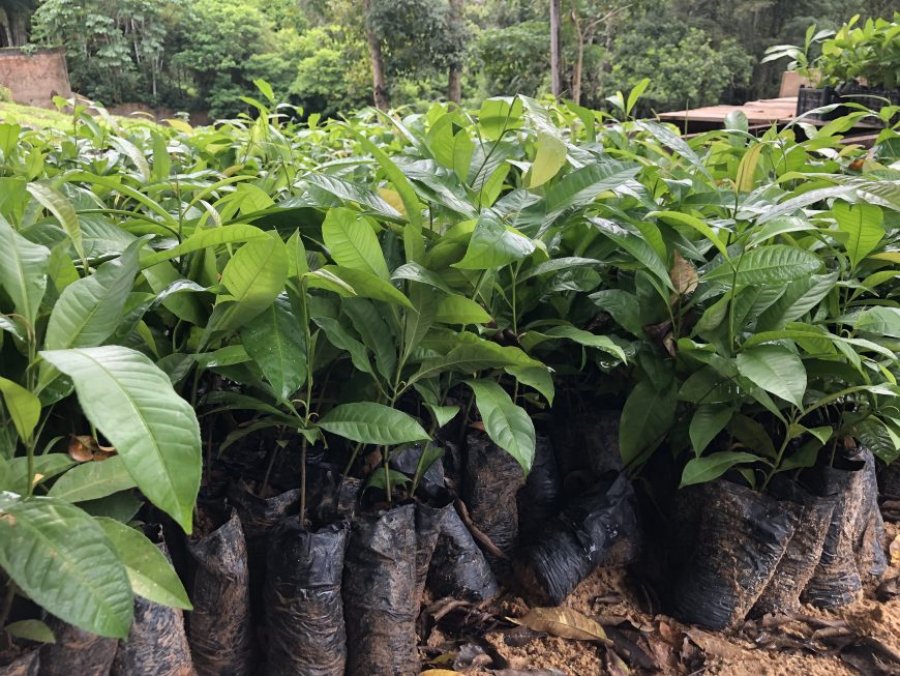 Sedam Rondônia recebe mudas de castanheira como compensação ambiental