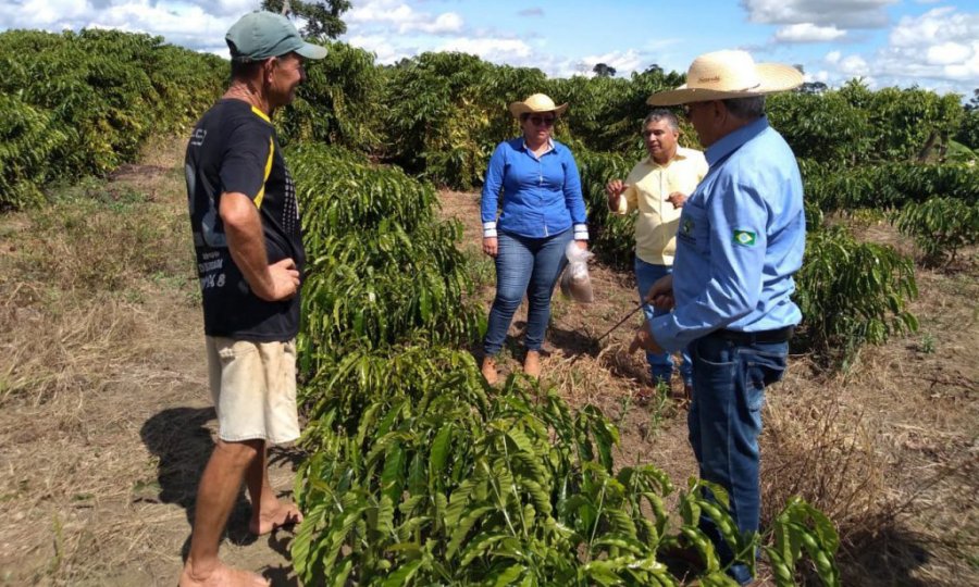 Safra de café de Alto Paraíso poderá ter produtividade média cinco vezes maior que há 4 anos