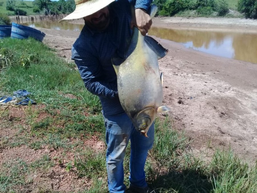 Em Rondônia cobrança de ICMS na comercialização do peixe tambatinga está isenta