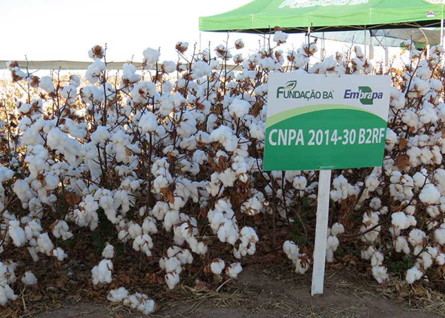 Brasil desenvolve seu primeiro algodão transgênico de fibra longa