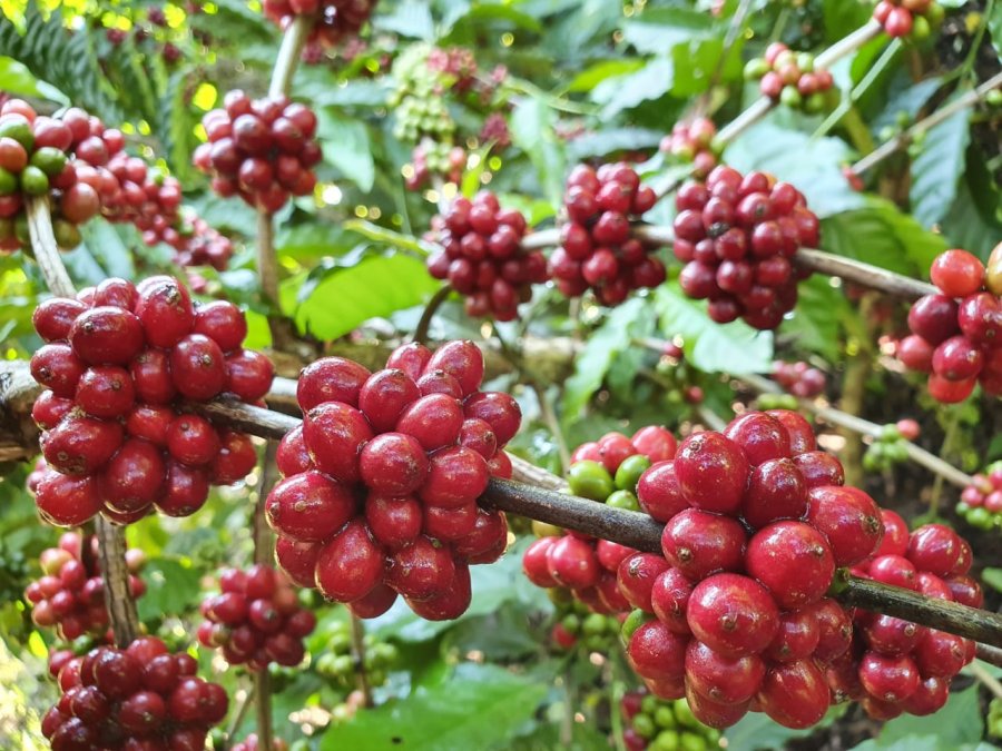 Campo Futuro 2020: CNA realiza levantamento de custo de produção de café em Cacoal