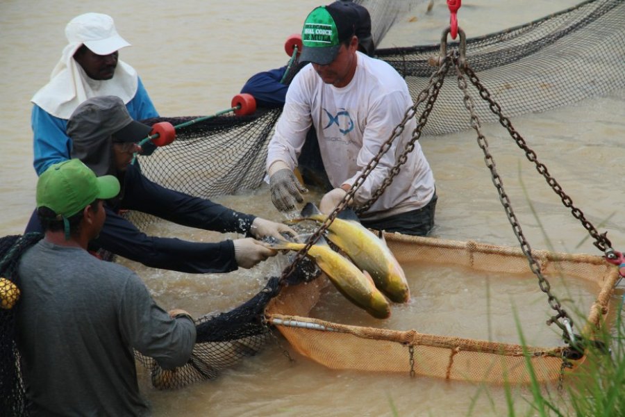 Produção de peixe em Rondônia é expandida