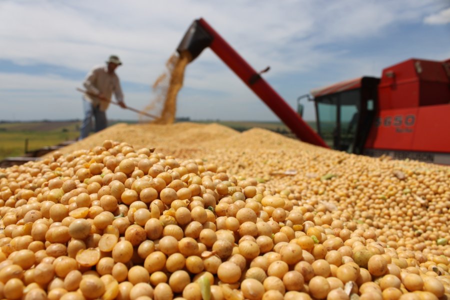 Soja lidera valor de produção na agricultura com R$ 104 bi