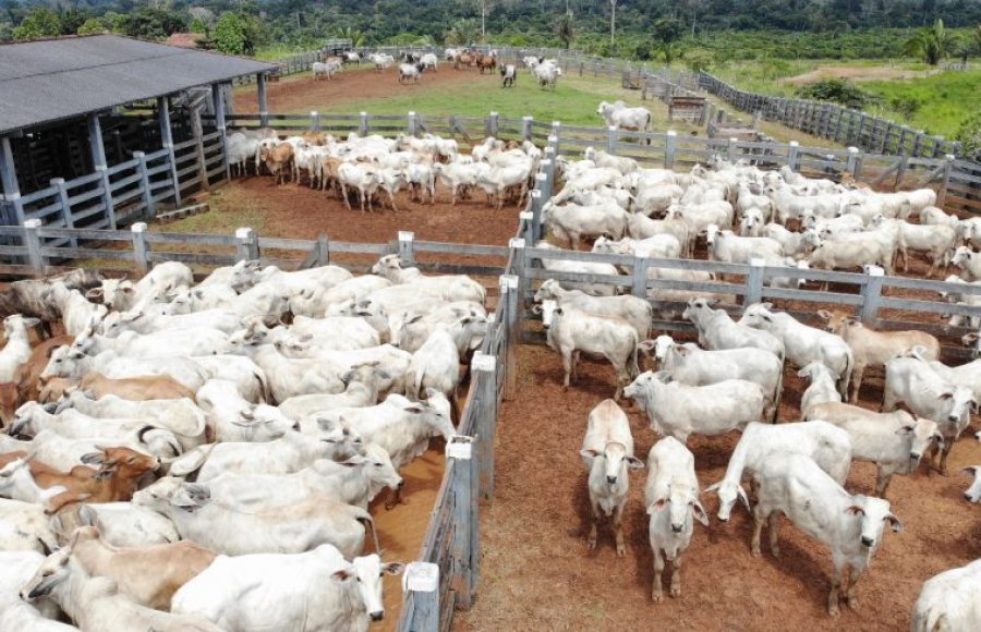 Atenção: Dia 31 de maio (terça-feira) é o último dia para o produtor declarar seus rebanhos à Idaron