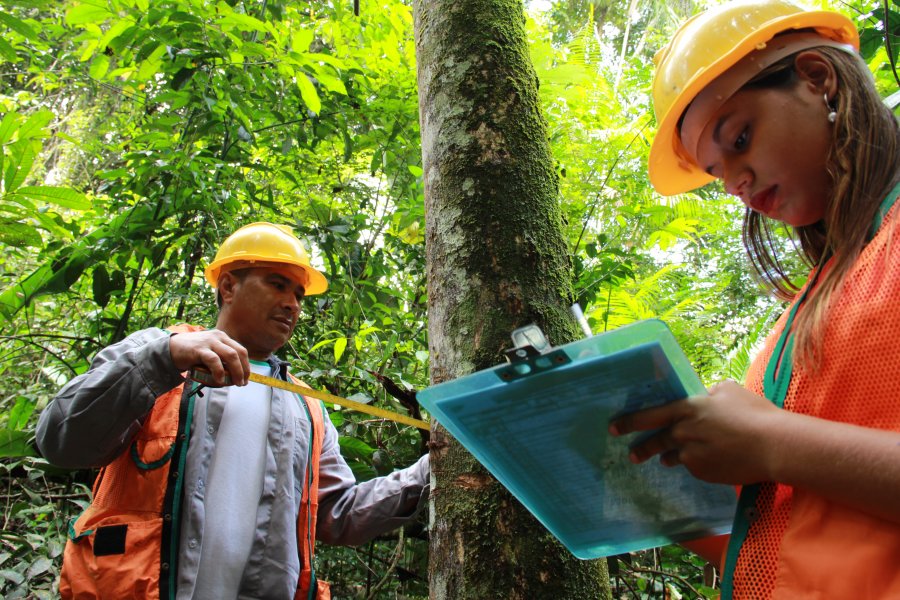 Software auxilia o manejo florestal sustentável