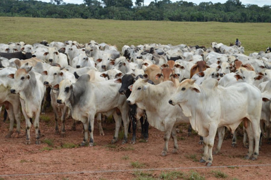 Mais de 99% dos pecuaristas de Rondônia, aderiram à primeira fase da campanha de declaração obrigatória de rebanhos