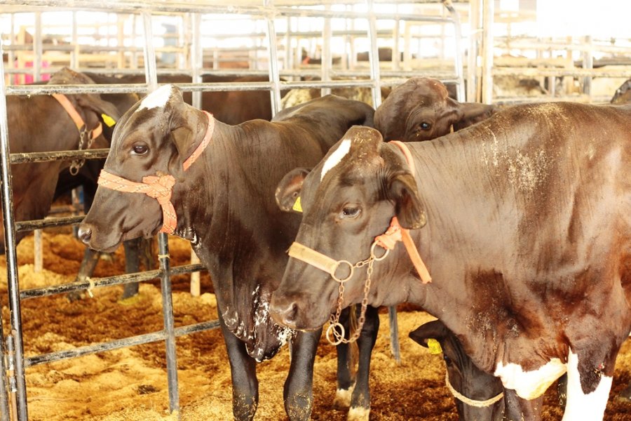 Abertura da 4ª RondoLEITE acontece nesta segunda-feira, na 10ª edição da Rondônia Rural Show