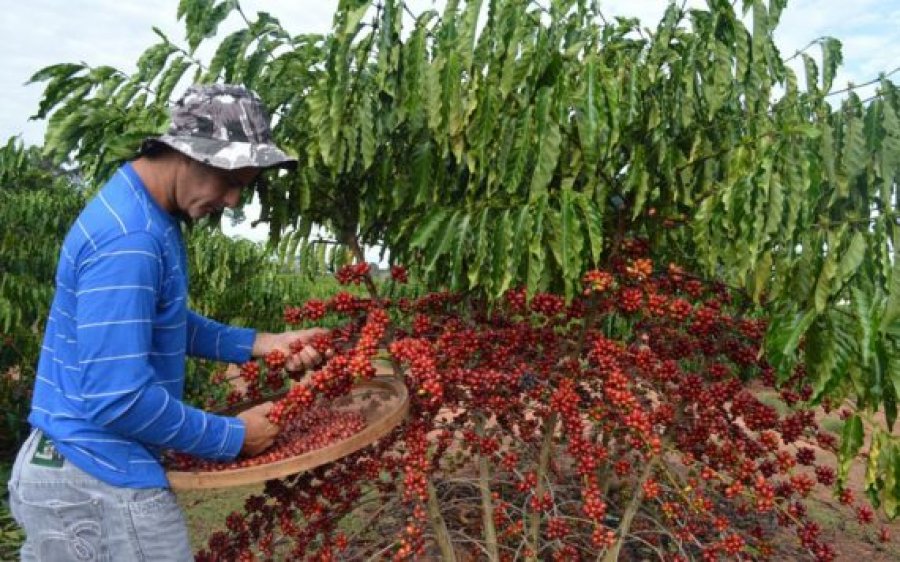 Segundo estimativas Rondônia terá produção de dois milhões de sacas de café em 2017