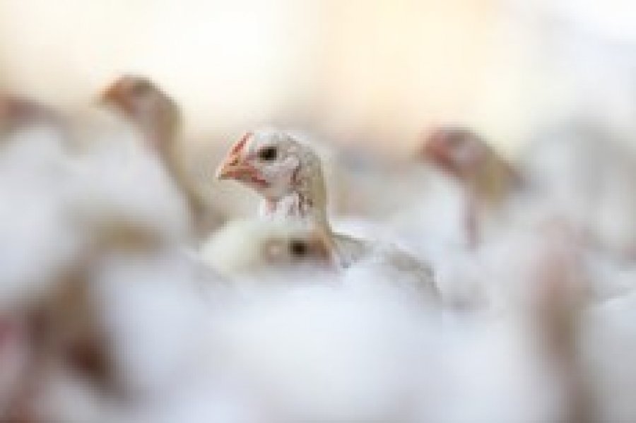 Publicada instrução normativa que fortalece controle da gripe aviária