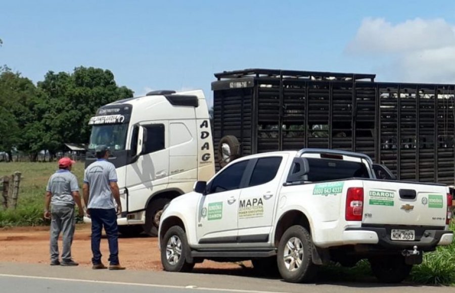Criadores de Rondônia devem ficar atentos ao transporte de animais para outros estados