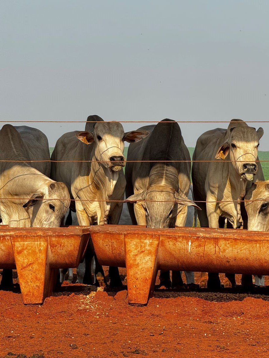 Pecuária 5.0: a revolução digital que está transformando o campo