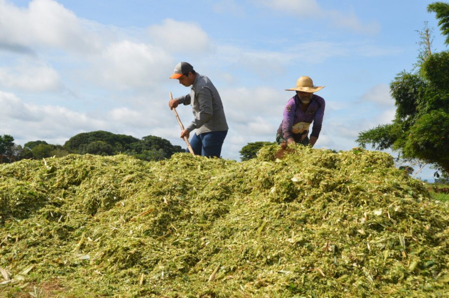 Variedades especiais de capim melhoram o desempenho da produtividade na bovinocultura de Rondônia