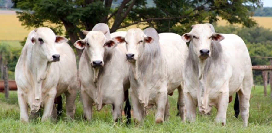 Médias nominais do boi e da carne seguem em patamares recordes