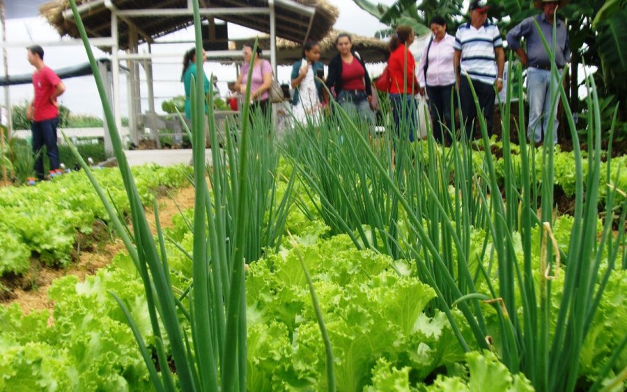 Sustentabilidade e inovação tecnológica são metas para fortalecer a agricultura familiar em 2024