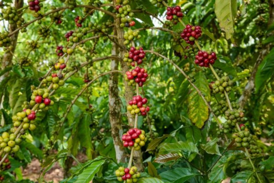 “Rota do Café” é instituída para fomentar a prática do Turismo, em Rondônia