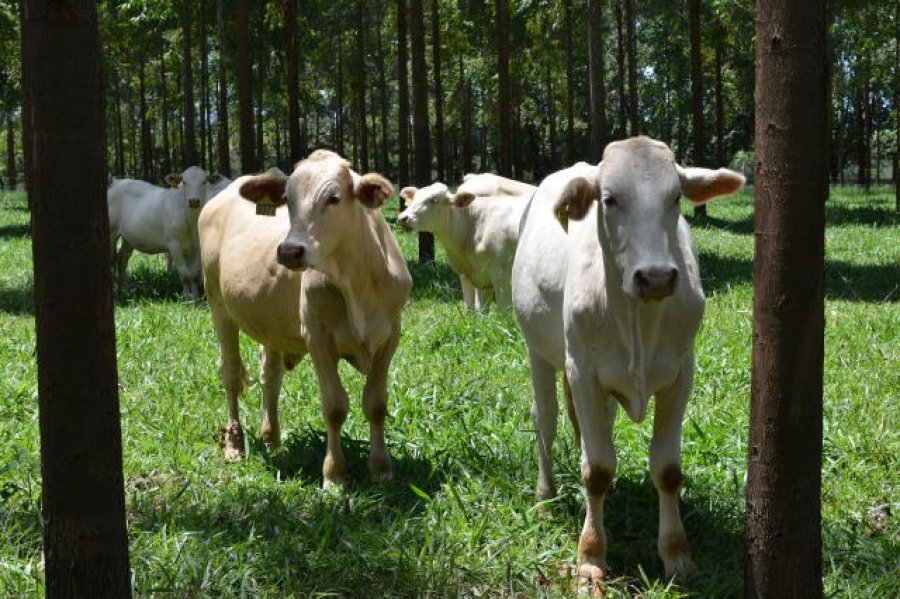 Brasil antecipa meta de reduzir emissão de CO2 com a agropecuária sustentável