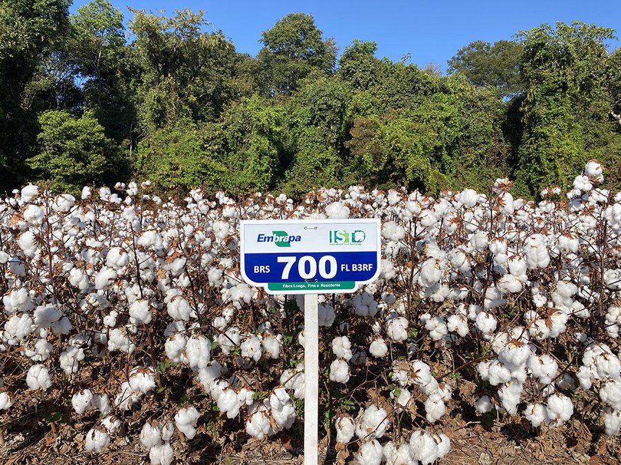 Brasil desenvolve cultivares de algodão com fibra longa e resistência a doenças