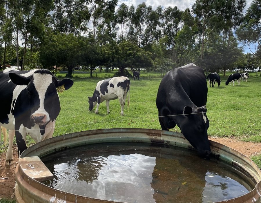 Escassez hídrica impacta pecuária