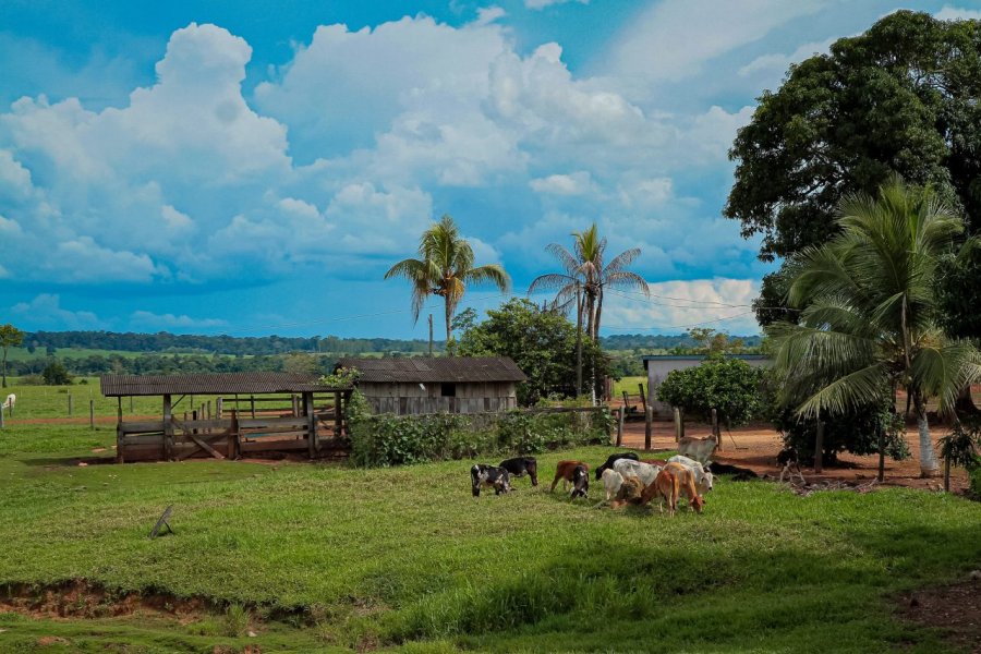 Gado de leite, banana e mandioca garantem sustento a mais de 70 mil famílias de pequenos produtores em Rondônia