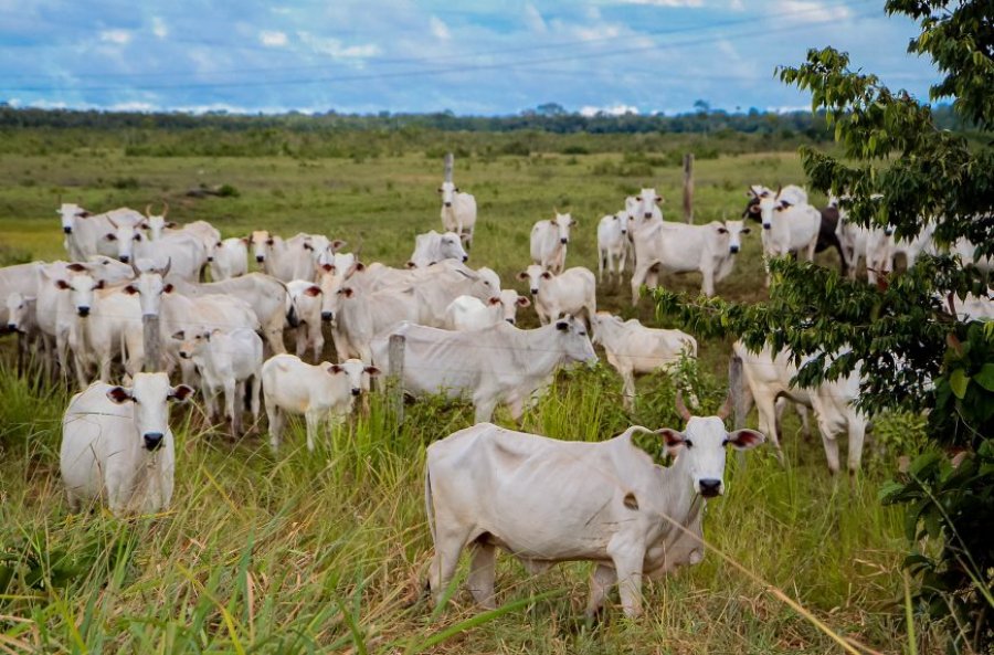 Parceria vai incentivar melhoria genética para o rebanho bovino de Rondônia