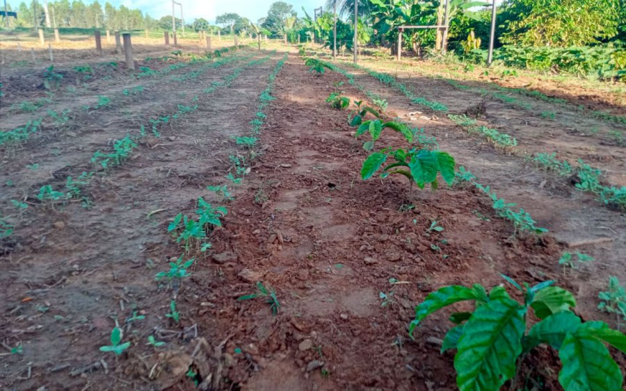 Emater Rondônia intensifica preparativos da Vitrine Tecnológica para a Rondônia Rural Show Internacional