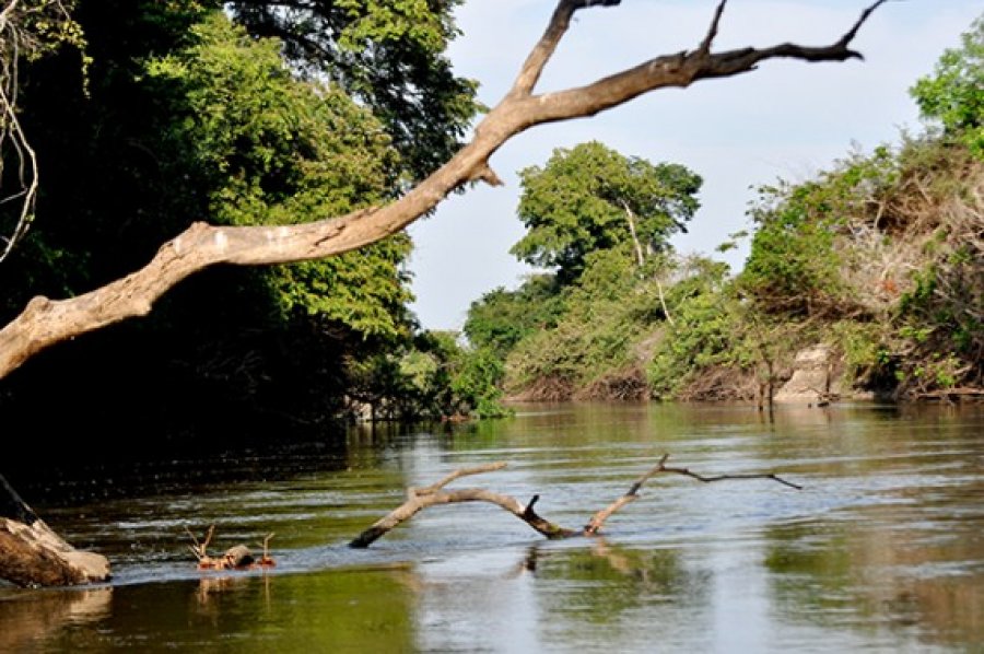Avanços de Rondônia em sustentabilidade serão apresentados durante fórum do meio ambiente em Amapá