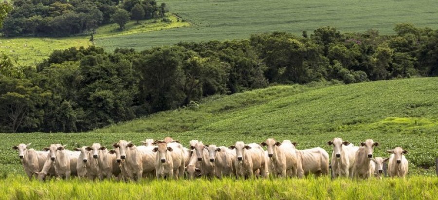 Valor da Produção Agropecuária deste ano está estimado em R$ 771,4 bilhões