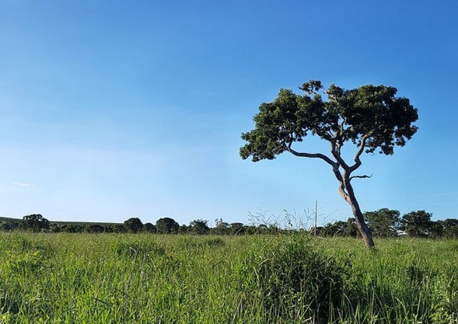 Presidente sanciona lei que retorna prazo para adesão ao Programa de Regularização Ambiental previsto no Código Florestal Brasileiro