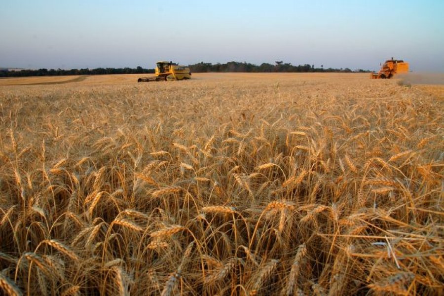 Brasil poderá importar trigo da Rússia