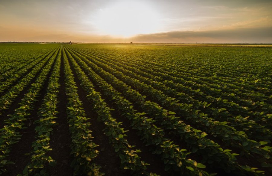 VBP da Agropecuária deve crescer 13,1% em 2025