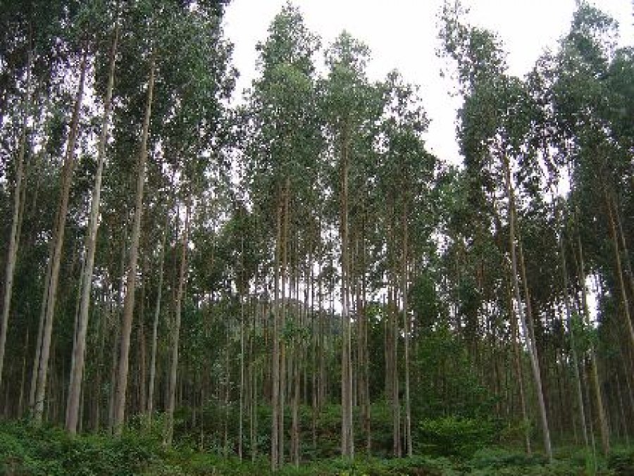 Setor de florestas plantadas mantém tendência de crescimento e fatura R$ 86,6 bilhões em 2018