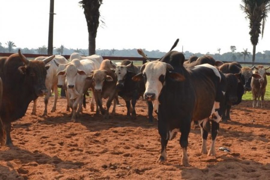 Guia eletrônica de transporte animal em smartphones facilita cada vez mais a rotina de trabalho de pecuaristas e piscicultores em Rondônia