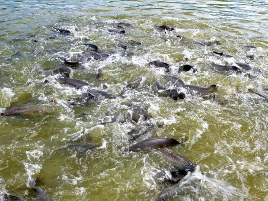 Em vigor, período de defeso em Rondônia proíbe pesca de espécies como dourada, jatuarana, filhote e outros