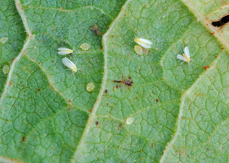 Bioinseticida para controle de mosca-branca chega ao mercado