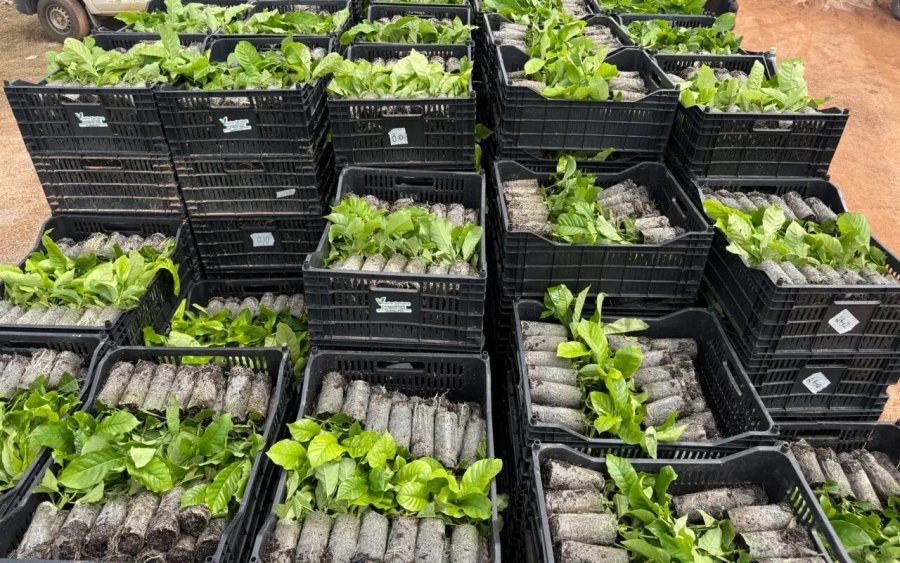 Assistência técnica impulsiona produtividade e...