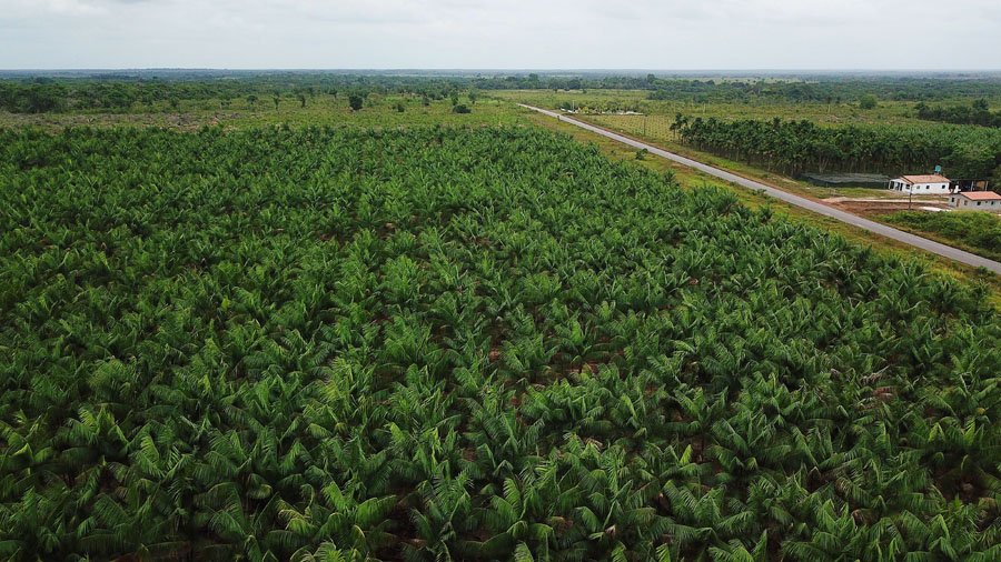 Área plantada com açaizeiros de terra firme gerados pela pesquisa cresce 675% no Brasil