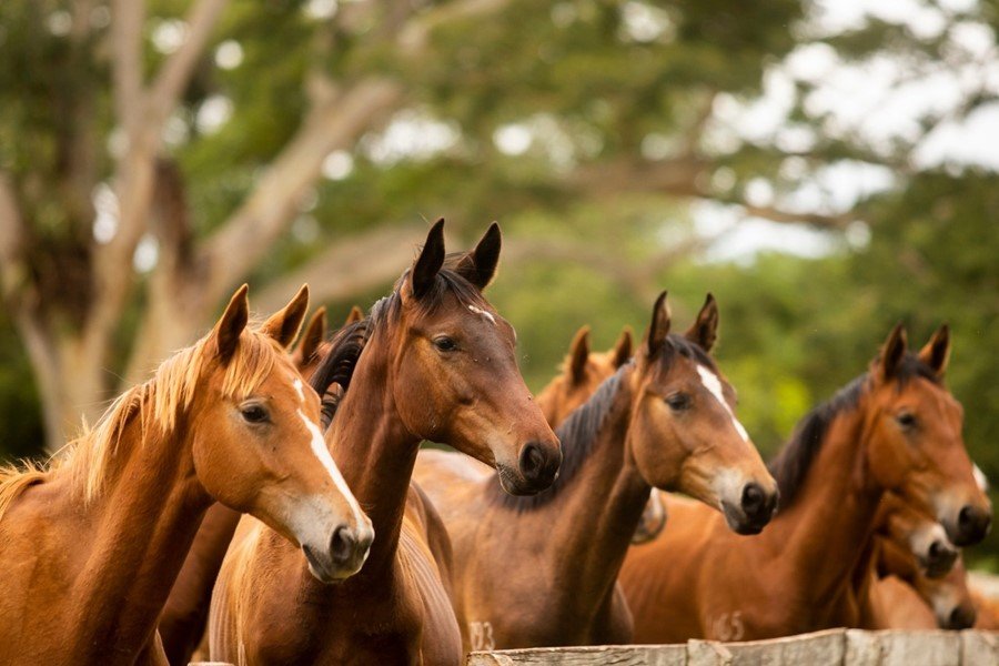 Parceria entre Idaron, Mapa e Embrapa realiza curso online para capacitação de médicos veterinários sobre o PNSE