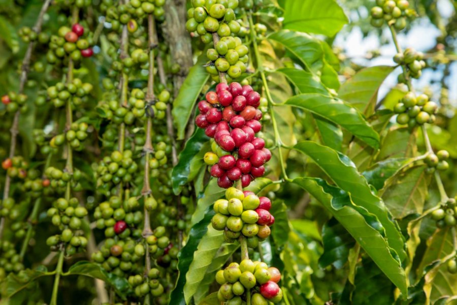 Qualidade do Concafé reforça a produção em Rondônia e experiência é destacada pelo Acre