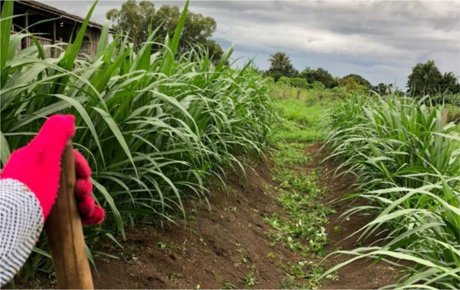 Projeto de transferência de tecnologia intensifica ações para desenvolvimento do capiaçu em Rondônia