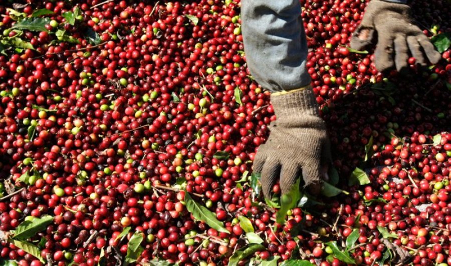 CAFÉ/CEPEA: Robusta tem previsão de início de colheita em abril