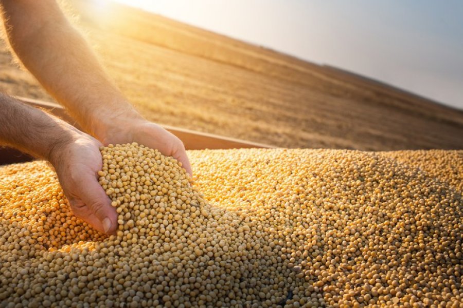 Safra de grãos é estimada em 310,6 milhões de toneladas com ganhos de produtividade no Centro-Oeste