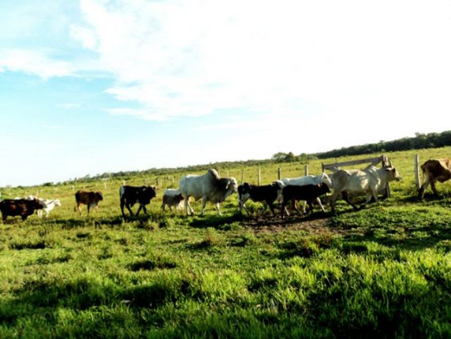 Aos 35 anos, Alvorada do Oeste cresce com a agropecuária e busca solução ambiental