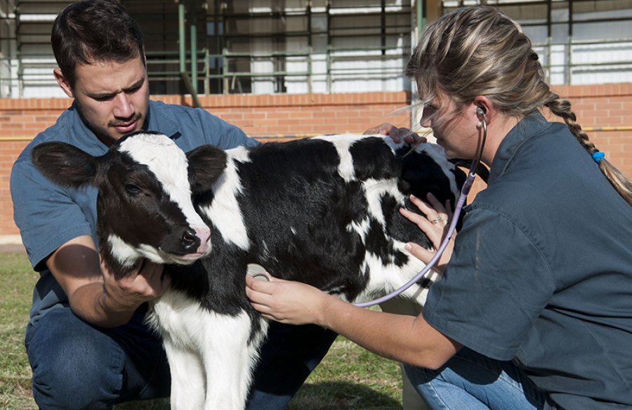 No Dia do Zootecnista, profissional que zela pela saúde dos animais e produção de alimentos sustentáveis é homenageado