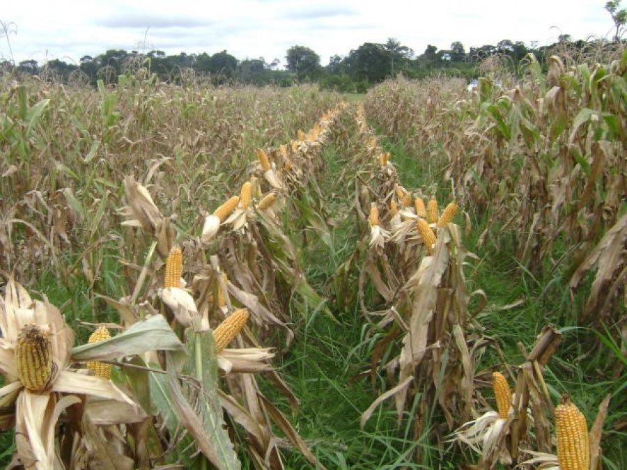 Artigo: Novas atitudes no manejo de sistemas de produção agropecuários