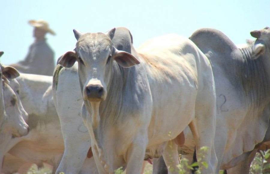 Instituições bancárias já podem se cadastrar para oferecer crédito ao produtor rural, tendo o gado como garantia