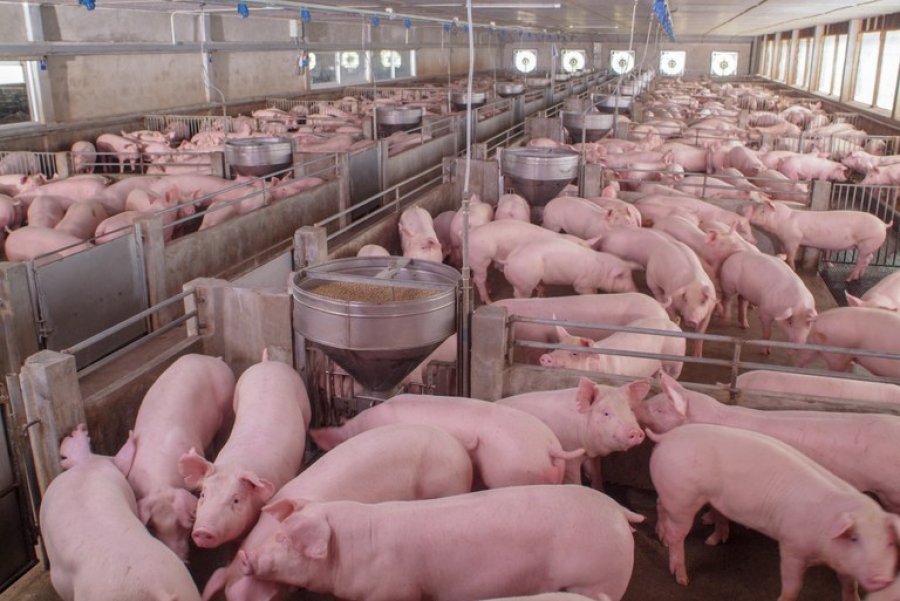 Abate de suínos cresce no 2º trimestre de 2020 e chega a 12 milhões de animais