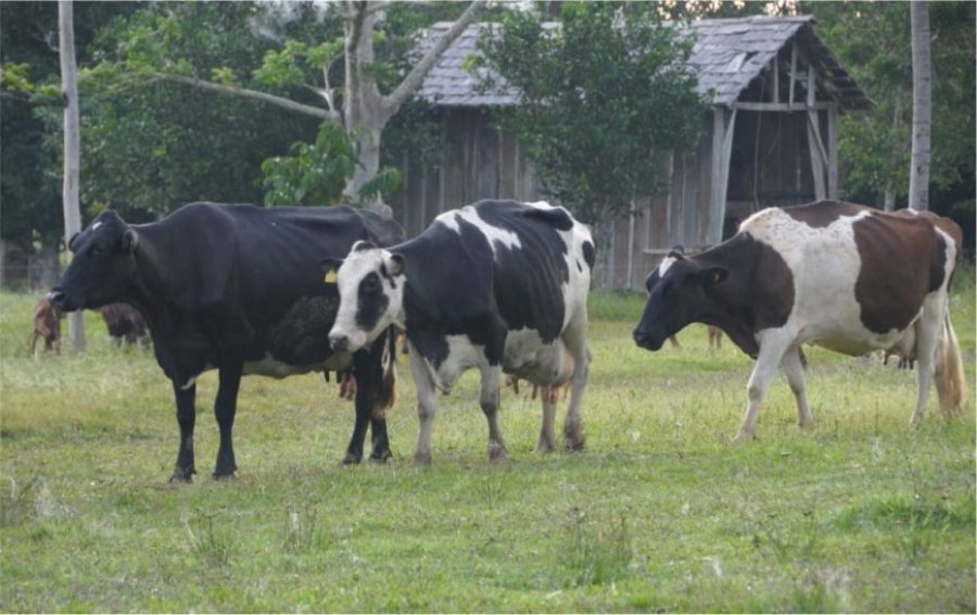 Técnica orientada pela Emater a pecuaristas gera aumento na produção de leite, em Rondônia